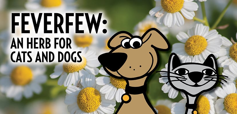 Feverfew: An Herb for Cats and Dogs