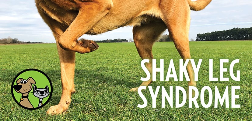 why-does-my-dogs-back-leg-shake