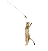 Rompi Catz Rompi Catz Critter Collectors Series | Bugzbird Cat Toy Attachment