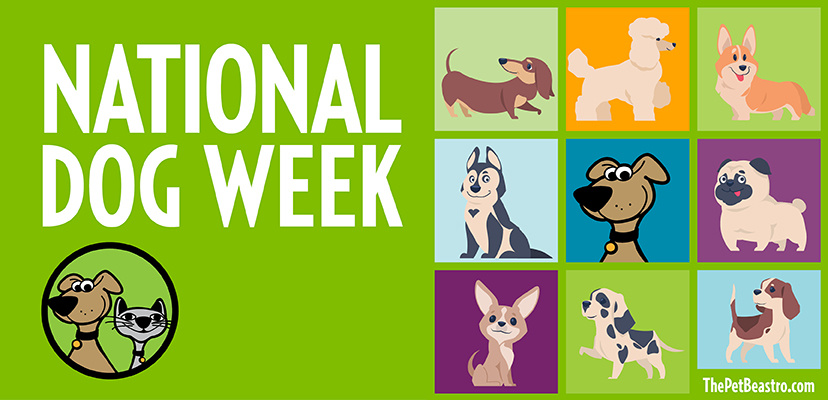 The Perfect Week To Celebrate Your Dog!