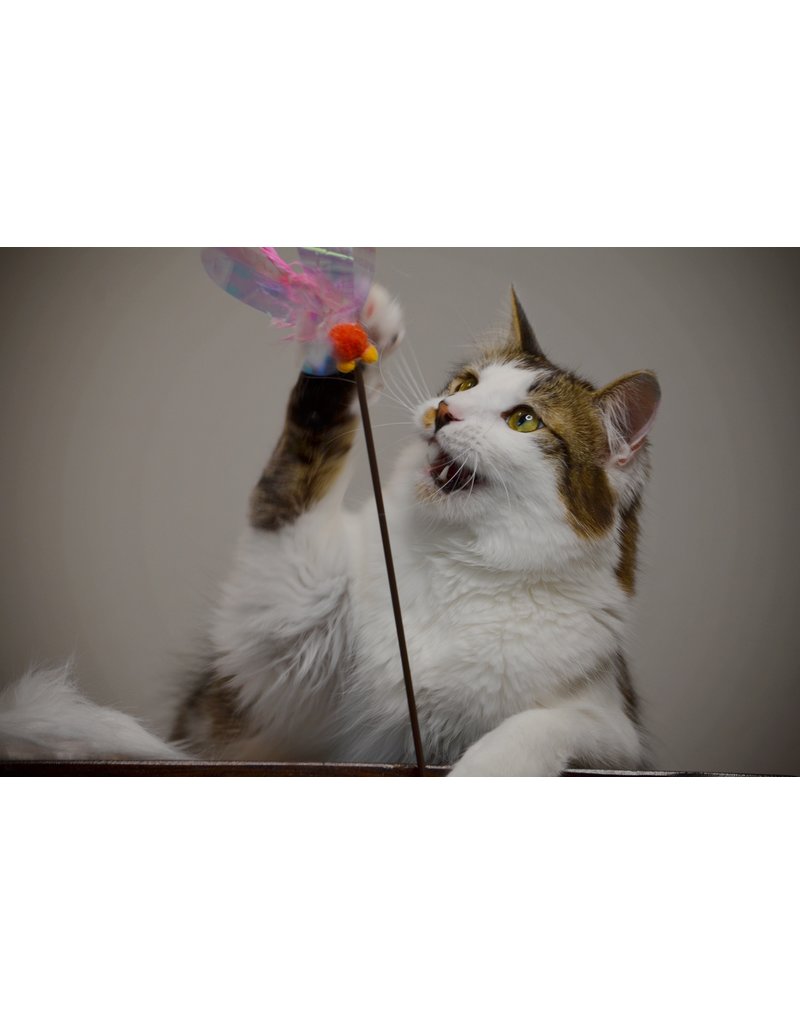 Necoichi Necoichi Cat Toys | Crinkly Critters Fluttery Fish