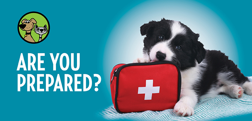 How To Create A Preparedness Plan For Your Pet!