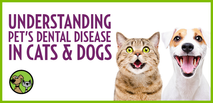 Understanding Dental Disease In Cats & Dogs & 3 Ways You May Prevent It!