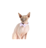 Little Kitty Co. Little Kitty Co. Collar & Bowtie | Berry Gingham Small