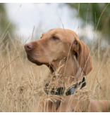 Dogline Dogline Biothane Waterproof Collar 1" | 18"-22" Neon Orange