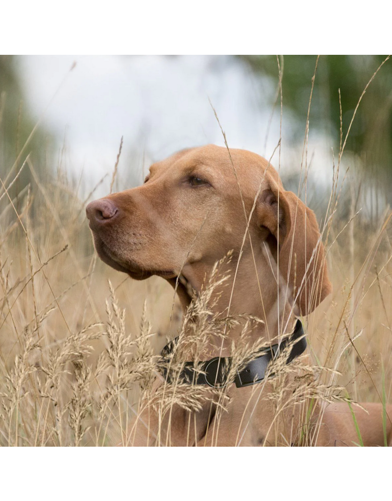 Dogline Dogline Biothane Waterproof Collar 1" | 18"-22" Red