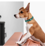 Dogline Dogline Biothane Waterproof Collar 1.5" | 20"-24" Red