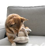 Lambwolf Collective Lambwolf Collective Interactive Toys | Oyster Pop