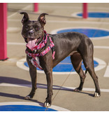 2 Hounds Design 2 Hounds Design Earthstyle | Medium 1" Freedom Harness & Leash - Love Graffiti Red