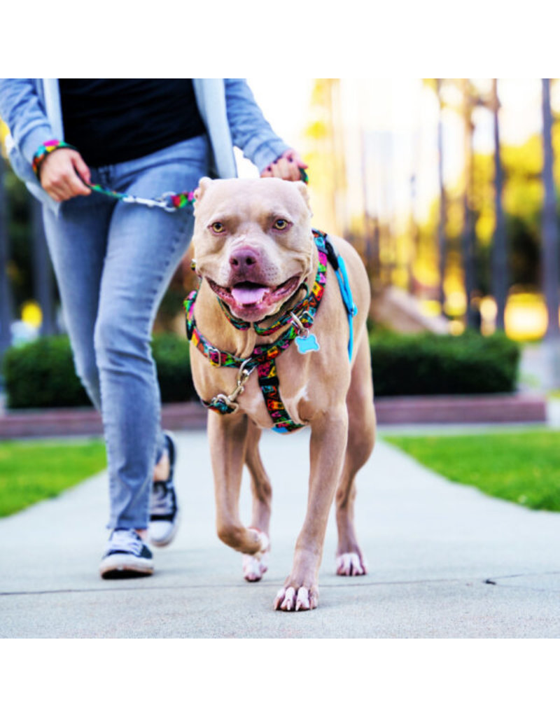 2 Hounds Design 2 Hounds Design Earthstyle | Medium 1" Freedom Harness & Leash - Paper Flags