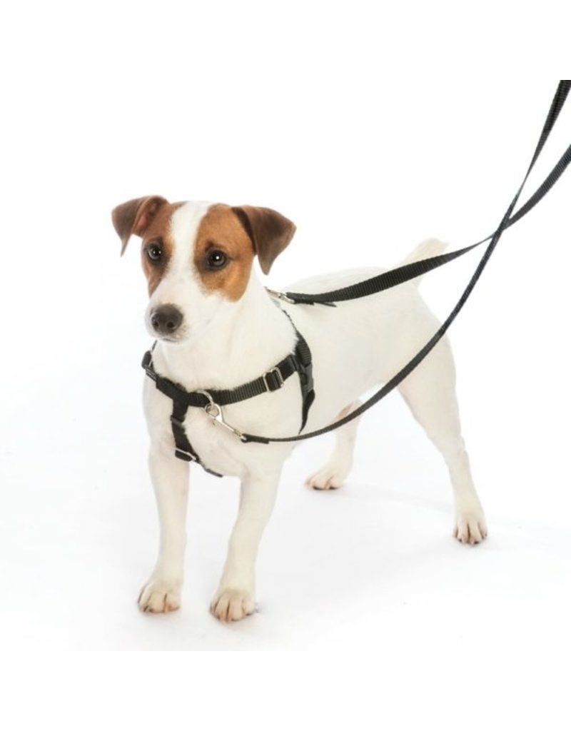 2 Hounds Design 2 Hounds Design Earthstyle | XLarge 1" Freedom Harness & Leash - Love Graffiti Blue
