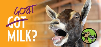 Goat Milk,  A Super-Powered Treat!