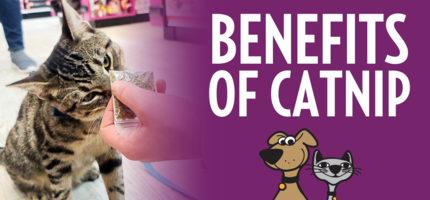 Catnip: A Natural Remedy for Your Cat's Health 