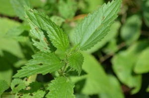 Nettle: A Great Herb For Cats and Dogs