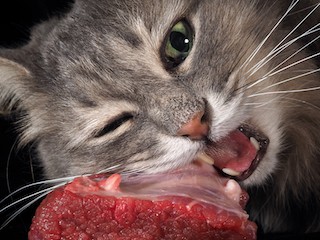 How to start feeding your dog or cat raw