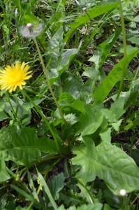 Nutritive Spring Herbs Right in Your Backyard