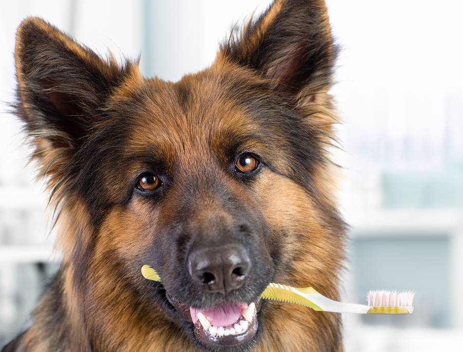 February is Pet Dental Health Month