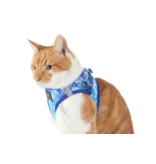 Little Kitty Co. Little Kitty Co. Cat Harness | Blue Snakeskin Medium