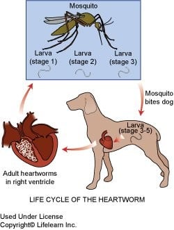 April is National Heartworm Awareness Month