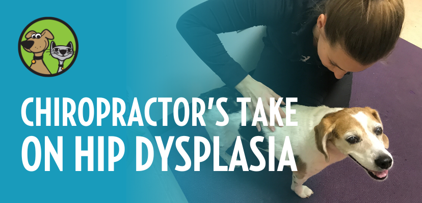 A Chiropractor's Take on Hip Dysplasia!
