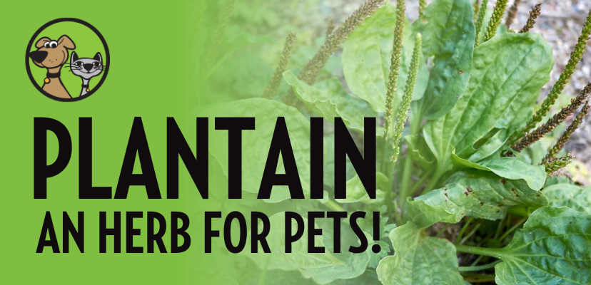 Plantain: An Herb for Pets!