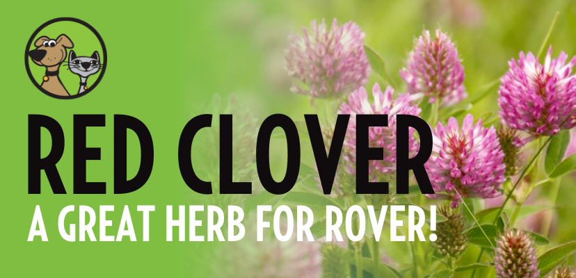 Red Clover: A Great Herb For Rover!