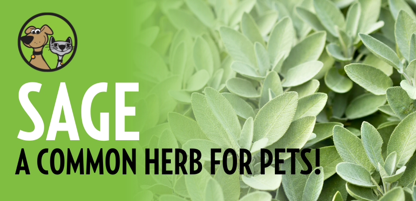 Common Herbs for Cats and Dogs: Sage
