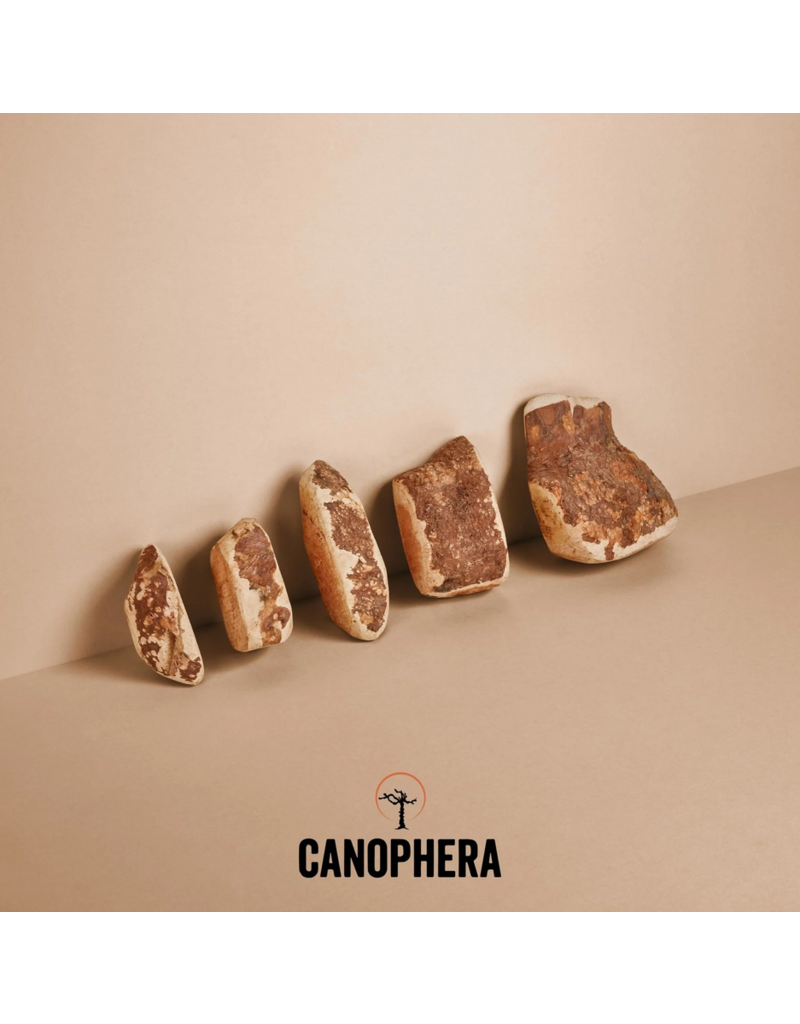 Canophera Canophera Dog Chews | Briar Wood Root Chew Large