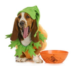 Keep Your Pet Safe and Anxiety-Free This Halloween