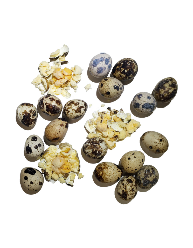 Savage Cat z Savage Cat Freeze Dried Pet Treats | Whole Quail Eggs 2.75 oz