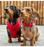 DOOG Gear DISC/D DOOG Neosport | Solid Red Collar Small