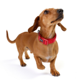 DOOG Gear DISC/D DOOG Neosport | Solid Red Collar Small