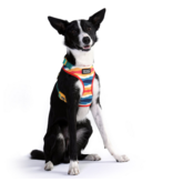 DOOG Gear DISC/D DOOG Neoflex Scout Harness | Red, Yellow & Blue Stripes Small