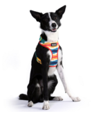 DOOG Gear DOOG Neoflex Scout Harness | Red, Yellow & Blue Stripes Medium