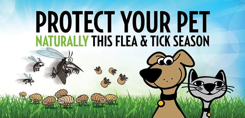 20% Off Flea & Tick Protection! 