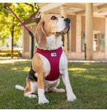 Curli Curli Magnetic Air-Mesh Dog Harness | Red Extra Small (XS)