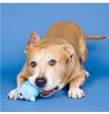 Pet Shop Pet Shop Fringe Studio Rubber Dog Toy | Dura Club "Out of the Blue" Shark Hidden Squeaker