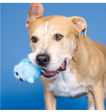 Pet Shop Pet Shop Fringe Studio Rubber Dog Toy | Dura Club "Out of the Blue" Shark Hidden Squeaker