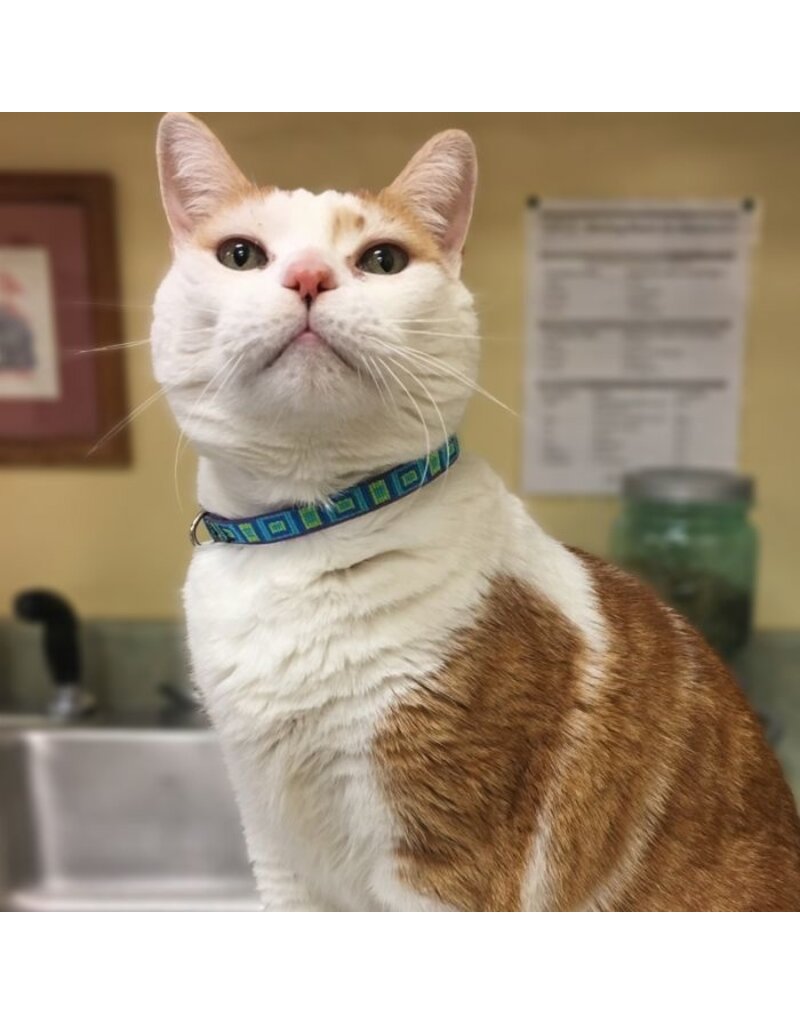 Lupine Lupine Originals Cat Safety Collar | El Paso 8"-12"