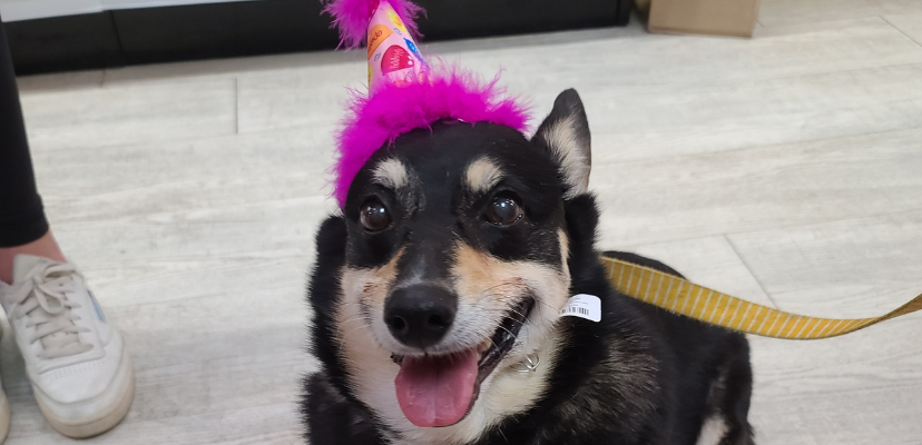 Celebrate with Us at The Pet Beastro Birthday Social!