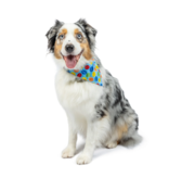 Huxley & Kent Huxley & Kent Bandana | Reversible Party Time 2.0 Blue Small