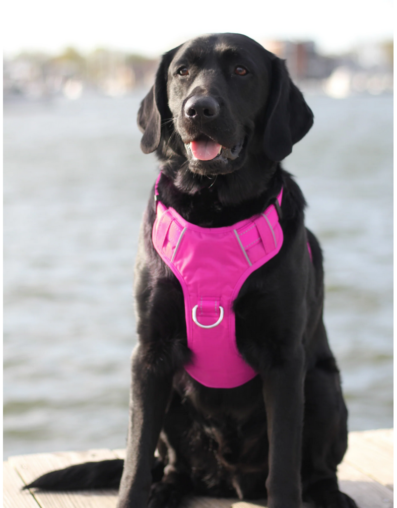 BayDog BayDog Harness | Chesapeake Harness Sunset Pink Large