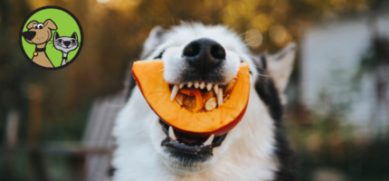 Why Pumpkin is the Perfect Ingredient for Pet Health!