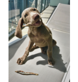 IcelandicPLUS DISC/M Icelandic+ Treats | Whole Capelin Fish & Pieces 9 oz