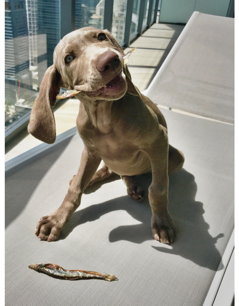 IcelandicPLUS DISC/M Icelandic+ Treats | Whole Capelin Fish & Pieces 9 oz