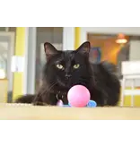 Dezi & Roo Dezi & Roo Cat Toys | Wiggly Ping Pong Ball