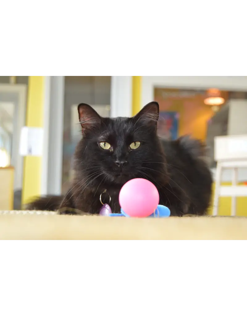 Dezi & Roo Dezi & Roo Cat Toys | Wiggly Ping Pong Ball
