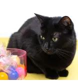 Dezi & Roo Dezi & Roo Cat Toys | Pop-N-Purr Mix Refillable Scent Balls 2 pack