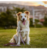 TicklessUSA Tickless Pet | Chemical Free Ultrasonic Tick & Flea EcoPet Tag