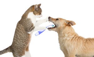 February is National Pet Dental Health Month